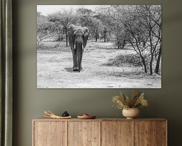 Elefant zwischen den Büschen in Tansania von Mickéle Godderis