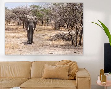 Un éléphant parmi les buissons en Tanzanie sur Mickéle Godderis