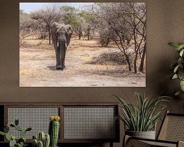 Elefant zwischen den Büschen in Tansania von Mickéle Godderis