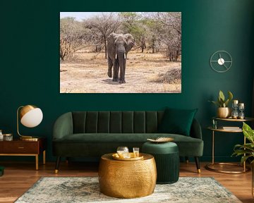 Elephant on walk in the savannah by Mickéle Godderis
