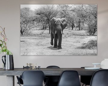 Elefant auf Spaziergang in der Savanne von Mickéle Godderis