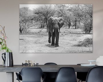 Elephant on walk in the savannah by Mickéle Godderis