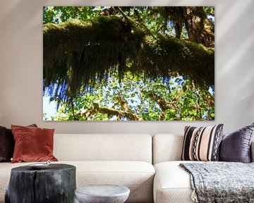 Hall of mosses, Hoh regenwoud, USA