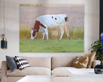 Koe in zonlicht van WeVaFotografie