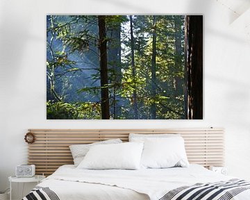 Zonnestralen schijnen door de Redwoods in California