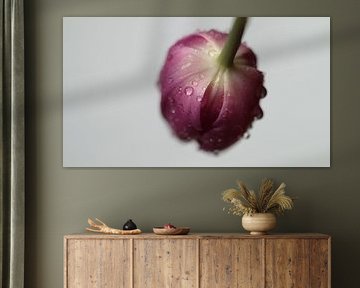 Tulipe