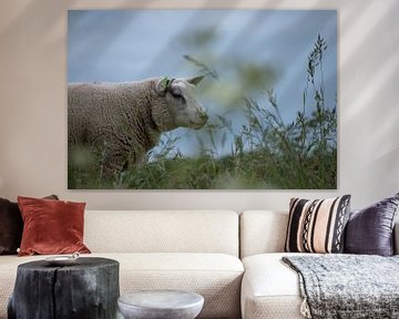 Schafe von Tanja Huizinga Photography
