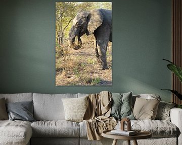 Elephant by Christel Smits
