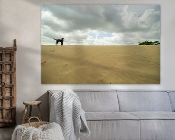 Hund steht auf der Spitze einer Sanddüne von Marco Leeggangers