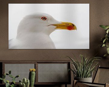 Close-up of a seagull by Hilda Weges