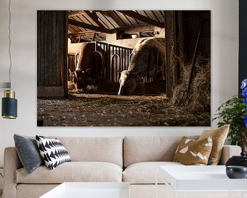 Stieren in oude stal van Danai Kox Kanters