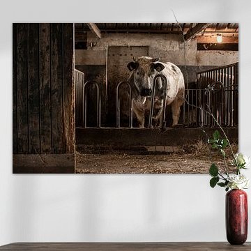 Stier im alten Stall von Danai Kox Kanters