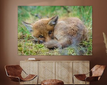 Young fox by Rando Kromkamp