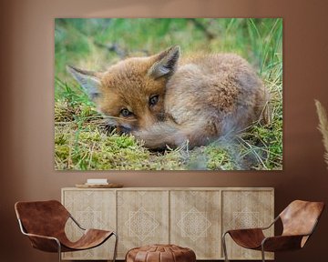 Jonge vos van Rando Kromkamp Natuurfotograaf