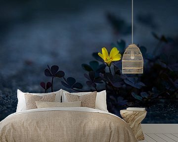 Sauerklee mit gelber Blüte