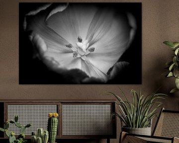 La tulipe en noir et blanc sur Hans Vos Fotografie