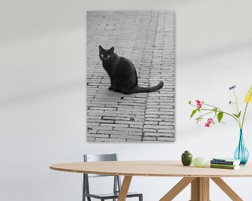 Utrecht - Black Cat van Wout van den Berg