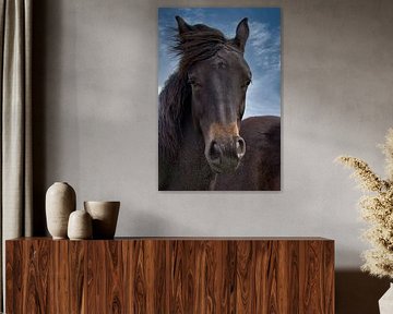 horse