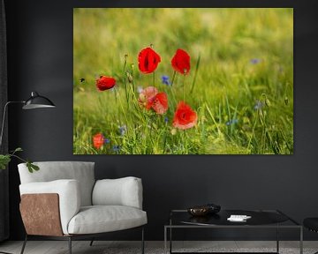 Poppies in the meadow by Frank Herrmann