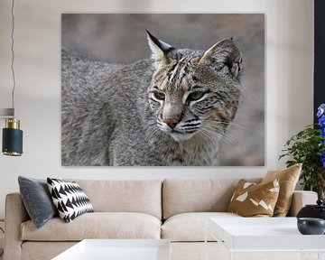 Wildlife: Close-up van bobcat of rode lynx van Rini Kools