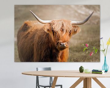 Schotse Hooglander in de duinen van Nicolette Vermeulen