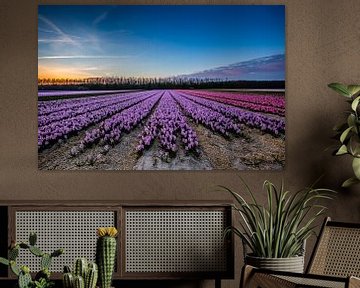 Flower field in the evening by Kevin Baarda