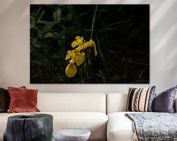 Fleur jaune