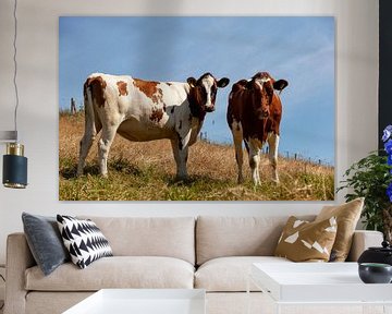 Des vaches curieuses dans le sud du Limbourg sur John Kreukniet