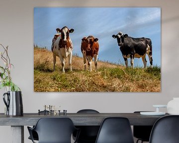 Des vaches curieuses dans le sud du Limbourg sur John Kreukniet