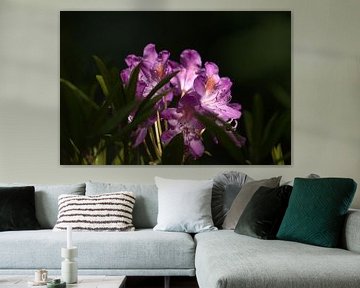 rhododendron & sunlight II by Marvin Van Haasen