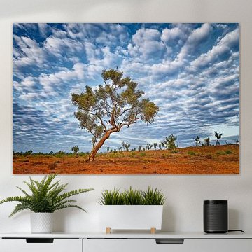 Eucalyptus boom (Eucalyptus racemosa)