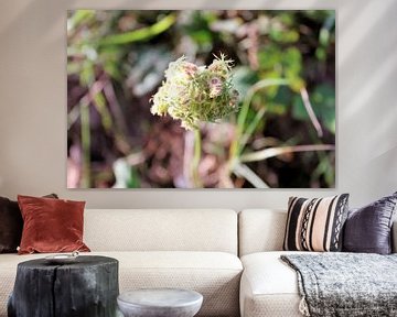 Fleur en bouton dans les dunes hollandaises. sur Anna van Leeuwen