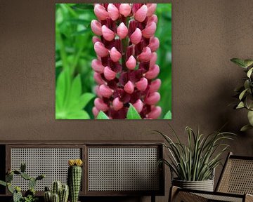 Rood paarse Lupine