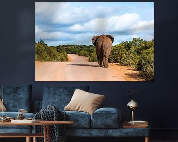 Addo Elephant park South Africa by Annette van Dijk-Leek