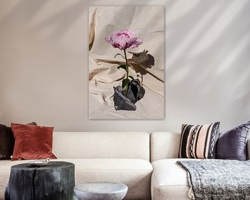 Pivoine sur pierres sur Emilia Aivazian Fotografie