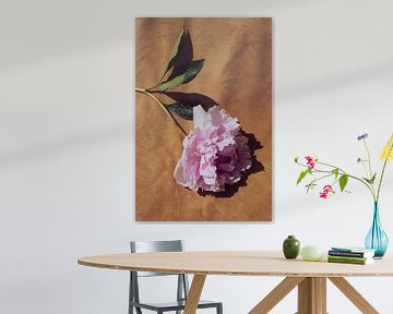 Pivoine sur velours 2 sur Emilia Aivazian Fotografie