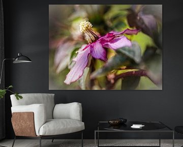 Clematis von Rob Boon