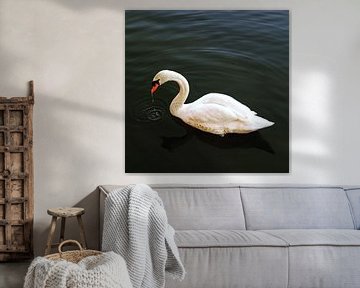 Swan by Kevin de Bruin