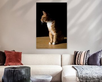 Rembrandt Katze