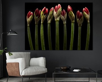 Amaryllis von Olaf Bruhn