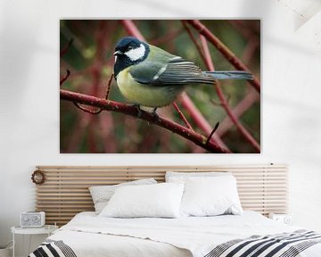 great tit