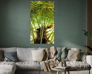 Palm tree in summer by Lisa Becker