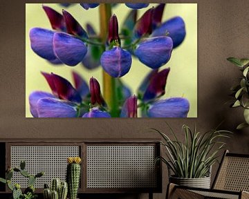 De structuur van de Lupine ( macrofotografie) van wil spijker