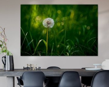 Bright Sunlit Round Common Dandelion von Urban Photo Lab