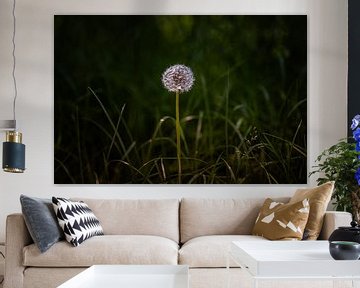 Common Dandelion On Dark Green Background van Urban Photo Lab