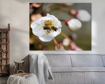 Insect by Philippe verspeek