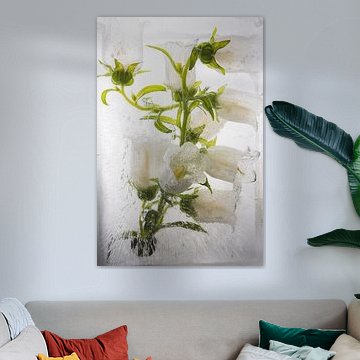 Witte klokbloem in ijs 4 van Marc Heiligenstein