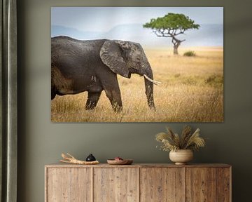 Un éléphant sur le Serengeti