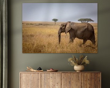 Olifant op de Serengeti