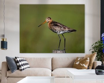 Black-tailed godwit by Linda Raaphorst